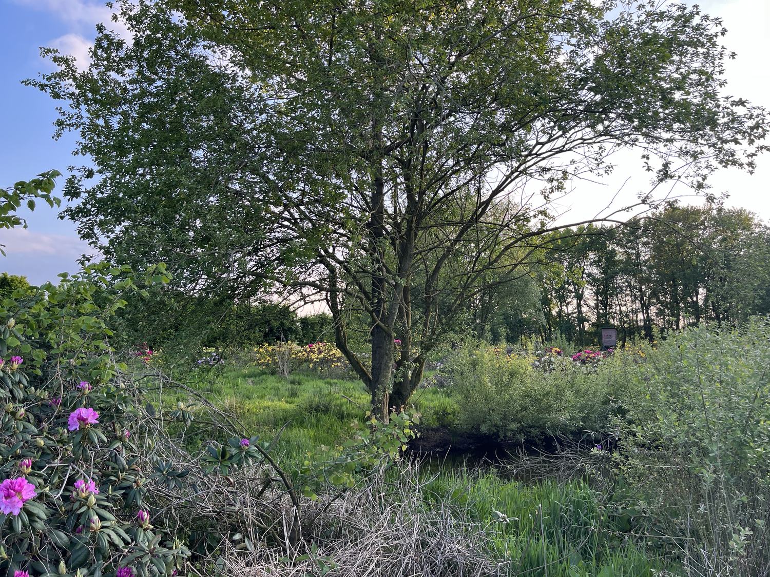 Teich